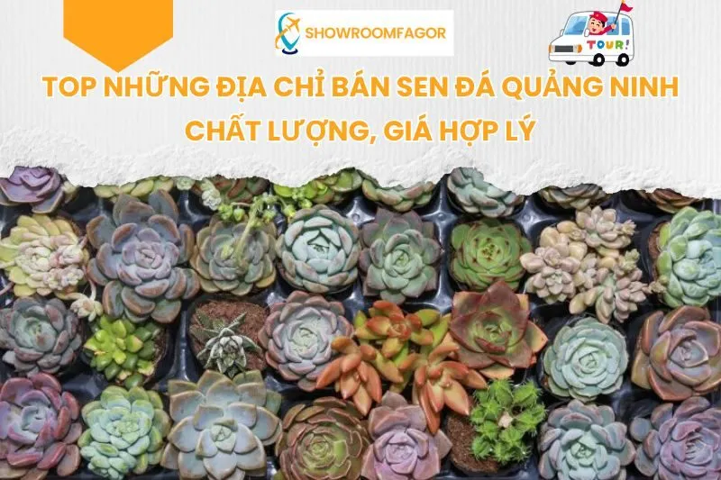 Top 5 địa chỉ bán sen đá Quảng Ninh chất lượng, giá hợp lý