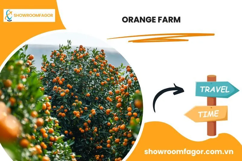Orange Farm 